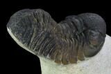 Bargain, Austerops Trilobite - Ofaten, Morocco #92176-4